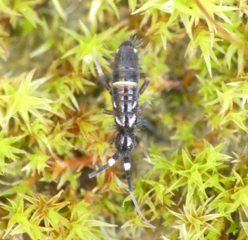 Réf. 202 541 : Orchesella cincta